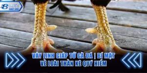 Vảy Linh Giáp Tử gà đá